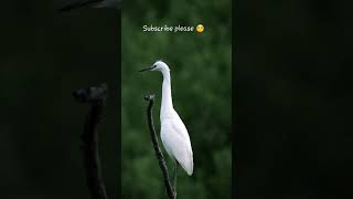 This is Beautiful ❤ #beautiful #viralinstavideo #bird #animallover