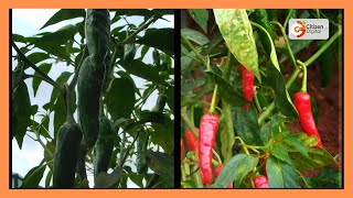 Kenya's Gold | Chilli farming in Kenya