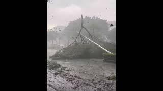 Yagi Storm  #rain #rainysoundscape #calmingsounds #rainsoundscape