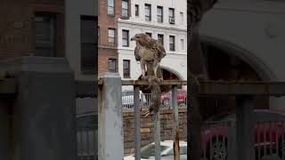 #animals #cat #4k video #shorts #cats #short #elephant #wildlife, #animals 4k #wild animals #duck