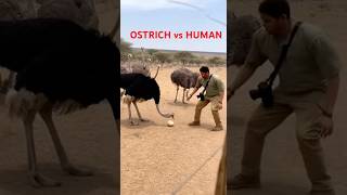 OSTRICH vs HUMAN 🏃💨 Fastest Race in the Wild!