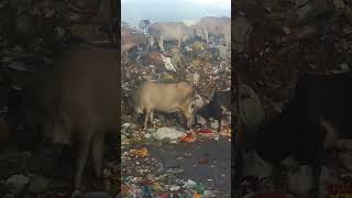 Cows feeding on garbage. #socialawarness #jesusavedallhumanity #educationalvideosforkids