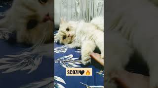 welcome to pet paradise😻😻 #adoptdontshop #animalfamily #petcare #petparadise #catenthusiasts