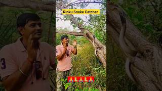 असली नागराज 🐍🙏। indian spectaceld cobra snake #shorts #youtubeshorts #viral