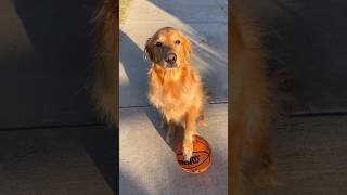 My dog was born a star!