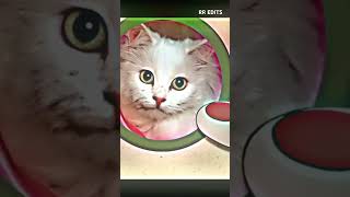 Jack duniya ka papa #jack #sigmarule