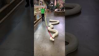 驚くべき動物の成長の旅💀💀💀 #shorts #trolllife #animalshorts #animaltransformation #viral