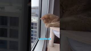 Childhood memories 😜 #kittens #cuteanimals #catlife #catlovers #cats #Icww #britishshorthaircat