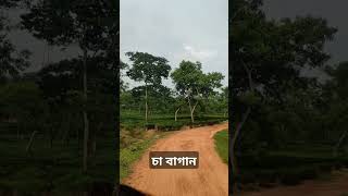 #banglalofi #kholajanalaslowed #banglalofisongs #tahsin_ahmed #3am #bandlostlyrics  #teagarden