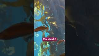 Shark Spectacular: Journey into the monterey Aquarium  🦈 #SharkEncounter #AquariumAdventure #shorts