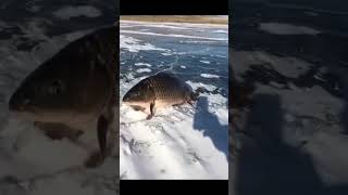 ビックリ　ドッキリ　仰天　動画
