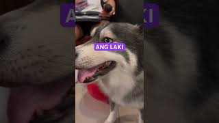 ANG LAKI  #husky #shortvideo #nocopyrightmusic #vlog