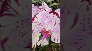 🌸 Orchids – The Most Beautiful Exotic Flowers | Easy Orchid Care Tips & Facts #orchids