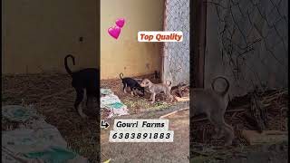 #kannipuppies#puppysale#chippiparaidog#dog#puppy#viralvideo#trendingshort#chippiparai#nature#breeder
