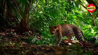 Leopard Goes For Hunting #animalshorts #wildliferescue #amazinganimals #thesurvivalfact