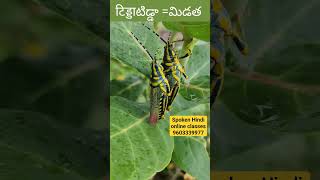 #learnhindithroughtelugu #spokenhindibasics #spokenhindiclasses #spokenhindieasy #vrrtutorials