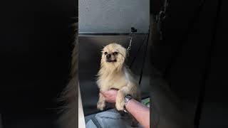 Cheeky is soaking up the spa vibes! 🛁🐶✨ Nothing like a fresh bath to feel pawsome! 🫧💛