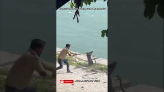 Dramatic King Cobra Rescue in Kankhal: Forest Department Saves the Day Amidst Public Panic