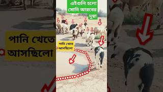 Vibehub Shorts । Viral Shorts । Shorts #shorts #youtubeshorts #goat