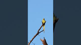 Wildlife in rhythm #Wildlife #NatureReel #CinematicNature #BirdPhotography #Vibes #Cubina #EastDuo