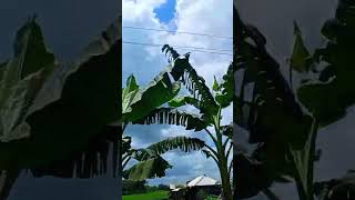 আকাশের সুন্দর পরিবেশে 👉☁️ #banglasong #music #newmusic #ishaanergaan #coversong #shuvendu #ishaan