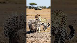 #AnimalFight #EpicBattle #JungleKing #NatureFight #WildlifeShorts #ViralShorts #YouTubeShorts