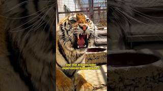 How a tiger's roar can paralyze its prey