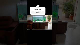 #aquariumhobby #viralvideo #aquascapegallery #aquariumaquascape #fishtankdecor #fishtankdesign #home