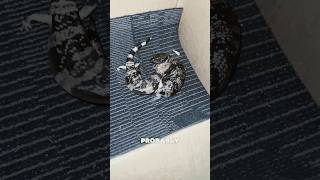 Pairing Our Western Blue Tongue Lizards! #reptileshorts