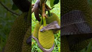 😮 A big cobra snake is trying to eat jackfruit #snakevideo #cobrasnake