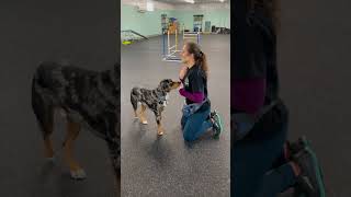 Teach "Paw" (or Shake) In Under 60 Seconds