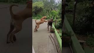 Kombai troubles Doberman