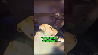Texas Cop Reads Miranda Rights to Dog 😂 #shorts