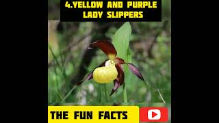 five most rare flower in the world  #rareplants #rareflowers #shorts #ytshorts