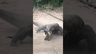 Komodo dragon shows off its underrated speed as it hunts a baby goat🔞🐐 #shortsvideo