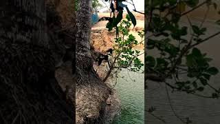 কুকুরে গাছের পাতা কি খায় | dog is eating leaf | is it true ? | #shorts