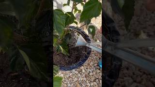 Don’t throw away your banana peels! #garden #gardeningtips #gardenplants #organicgardening #shorts