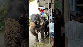 Kerala tourist packages #hindivlogger #travel #keralatourism #shorts #munnar #taxiservice #nature