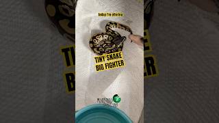 Assist feeding this tiny fighter 🐍 Never giving up! #NeverGiveUp #shorts #TinyButMighty #SnakeLife