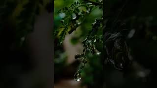 #coversong #song #cover #music #lyrics #hasibangaye #shreyaghosal #hasibangaye2 #hasiban