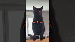 Black cat behavior 🤣#cat #funnyanimal #funny #funnycat #funnyvideo