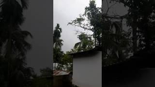 গ্রামের প্রকৃতি কখনো ঝড়ো বাতাস কখনো বৃষ্টি আর কখন হাস্যজ্জোল রোদ #villagenature #nature