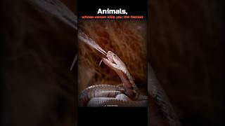 Animals, whose venom kills you the fastest! 💀🤯 #Shorts #Animals #Biology #Science #Venom