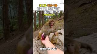 배고픈 원숭이를 간식으로 놀린다면? #동물 #원숭이