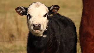 Serene Pasture Symphony 🐮🌾: Cows Grazing ASMR | Nature's Lawn Mowers! #CowMowing #PastureLife #ASMR"