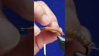 Shafer’s Gummy Cranefly