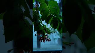 R #travel #nature #history #facts #mountains #travelvlog #climatechange #asia #sunset