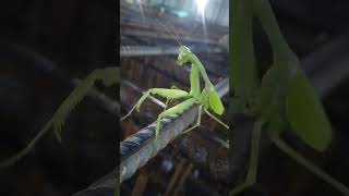 👌🏼🦗🦗🦗🦗