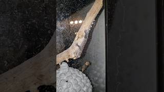 Eggbert 🥚 finally hatched! #tokaygecko #tokay #gecko #reptiles #reptileshorts