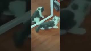 Kumpulan tingkah kucing lucu